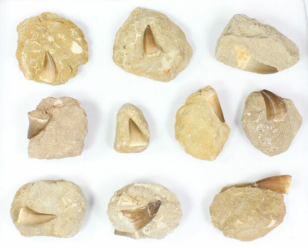 Lot: Large Mosasaur Teeth In Rock - Pieces #77096